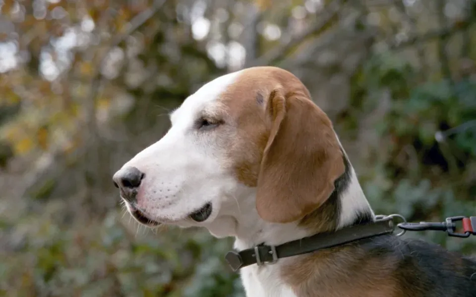 Brachet allemand, photographie de la race
