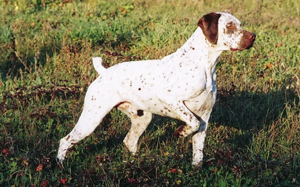 Braque du Bourbonnais, photographie de la race