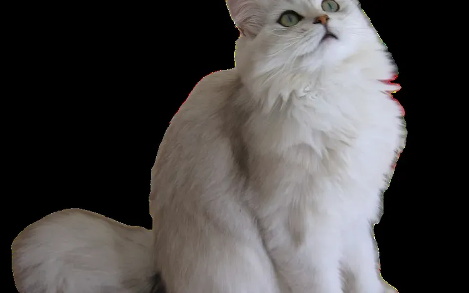 British longhair, photographie de la race
