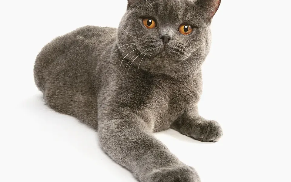 British shorthair, photographie de la race
