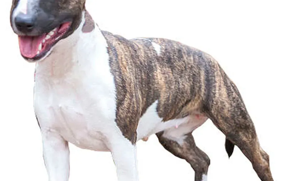 Bull Terrier miniature, photographie de la race