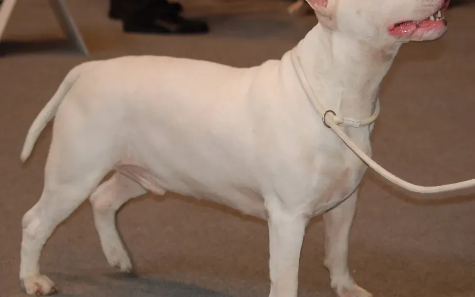 Bull Terrier, photographie de la race