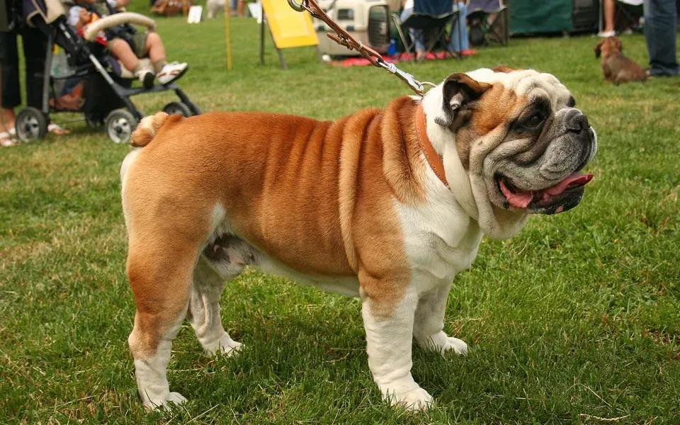 Bulldog anglais, photographie de la race