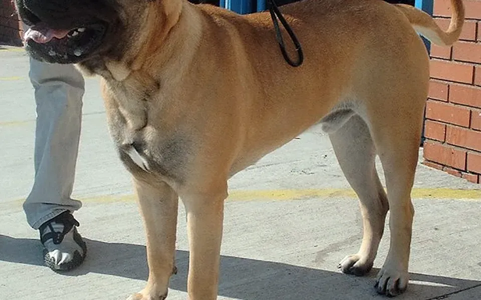 Bullmastiff, photographie de la race