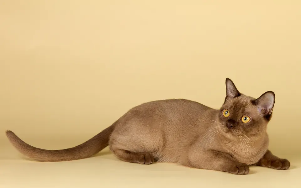 Burmese, photographie de la race