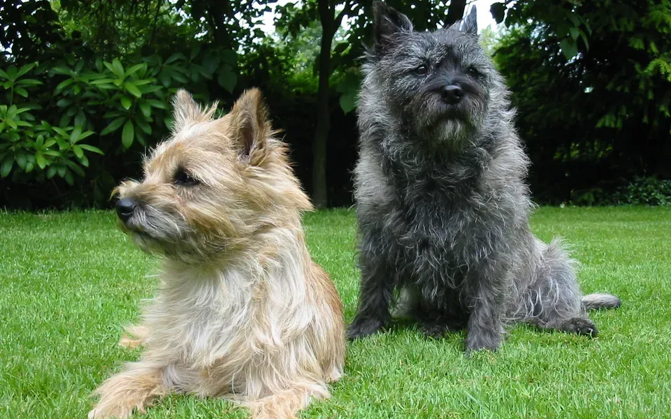 Cairn terrier, photographie de la race