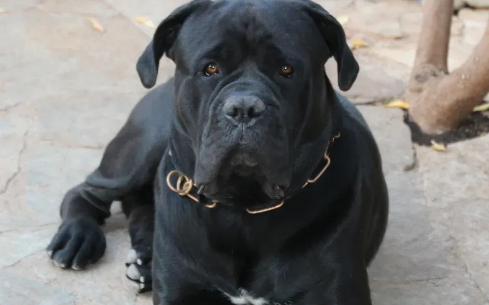 Cane corso, photographie de la race