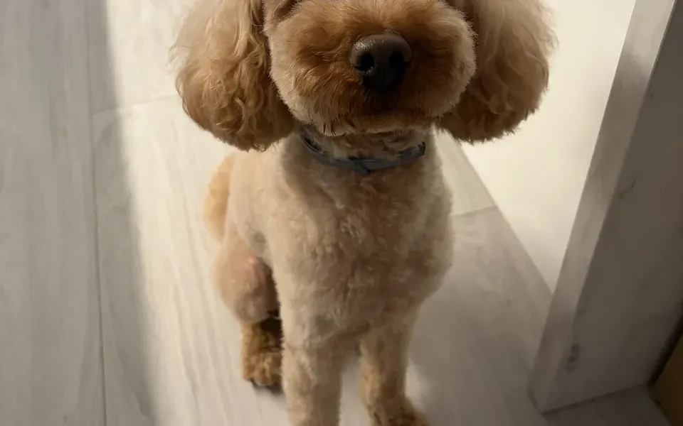 Caniche, photographie de la race