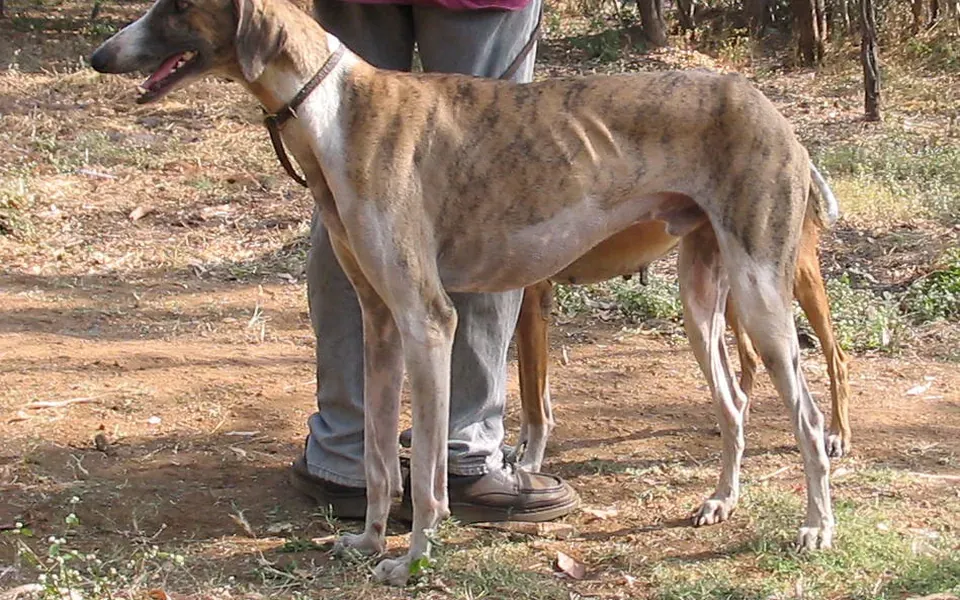Caravan hound, photographie de la race