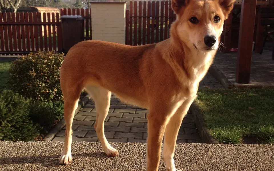 Carolina Dog, photographie de la race