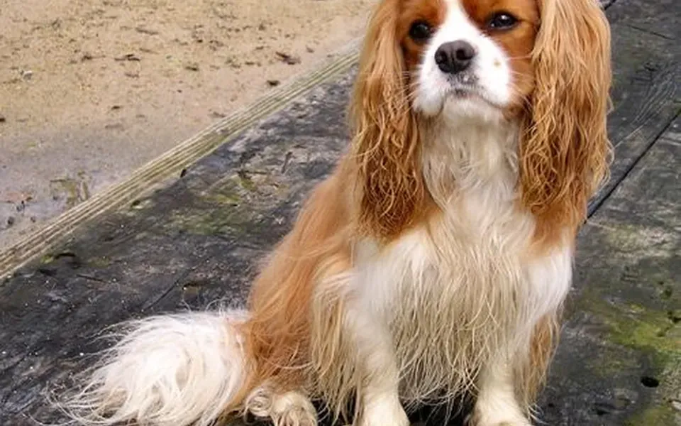 Cavalier King Charles Spaniel, photographie de la race