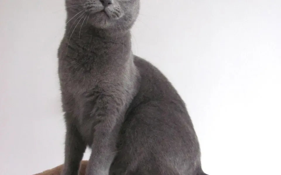 Chartreux, photographie de la race