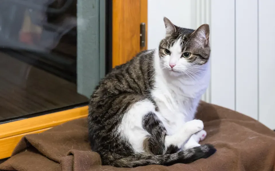 Chat de gouttière, photographie de la race