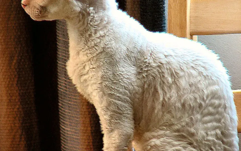 Chat rex, photographie de la race