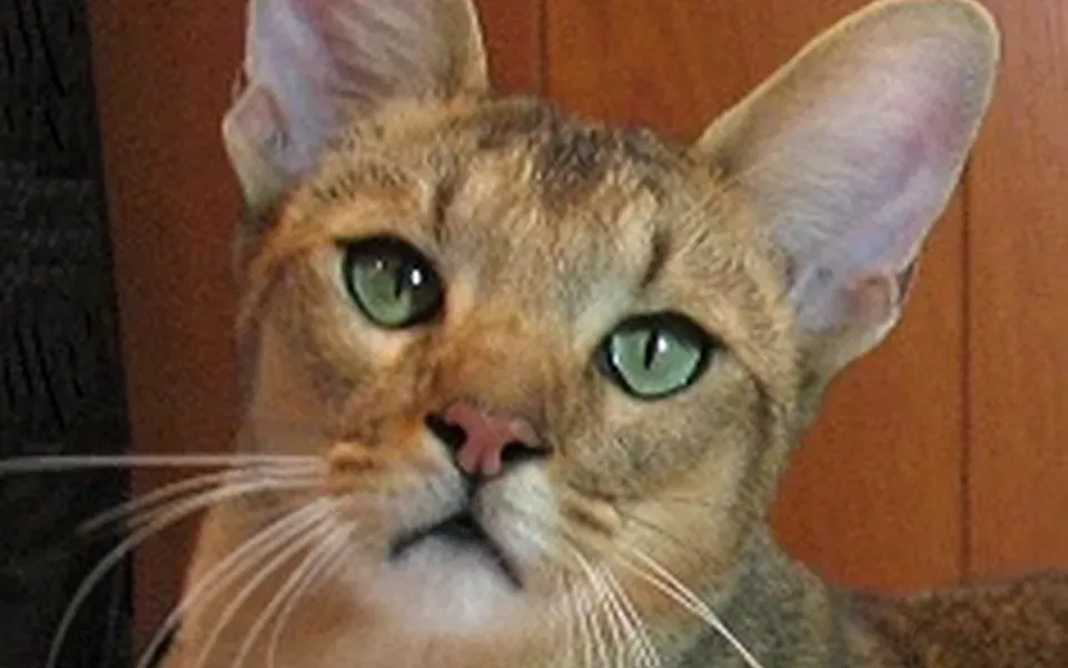 Chausie, photographie de la race