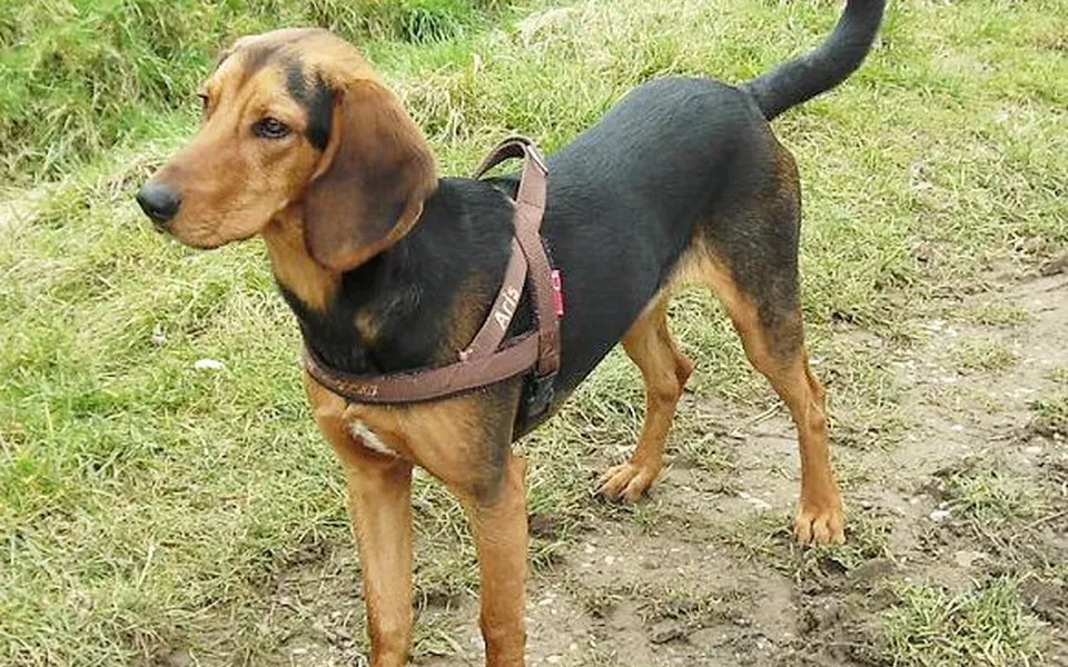 Chien courant grec, photographie de la race