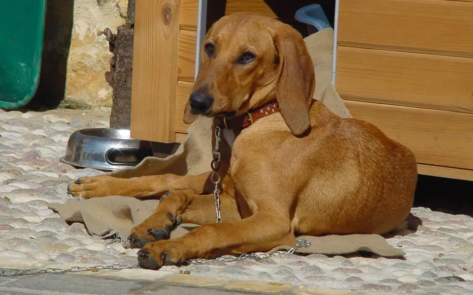 Chien courant italien, photographie de la race
