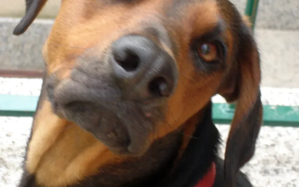 Chien courant serbe, photographie de la race