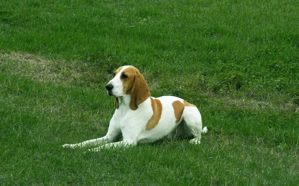 Chien courant suisse, photographie de la race