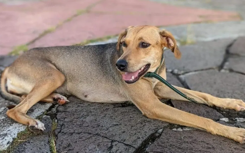 Chien créole, photographie de la race