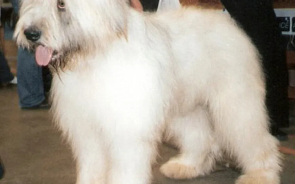 Chien de berger roumain de Mioritza, photographie de la race