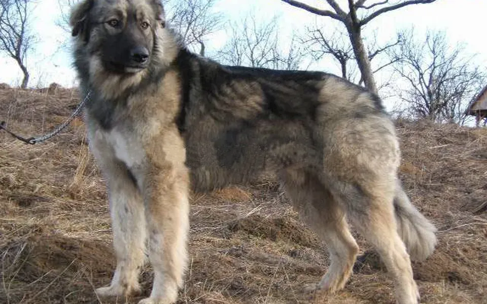 Chien de berger roumain des Carpathes, photographie de la race