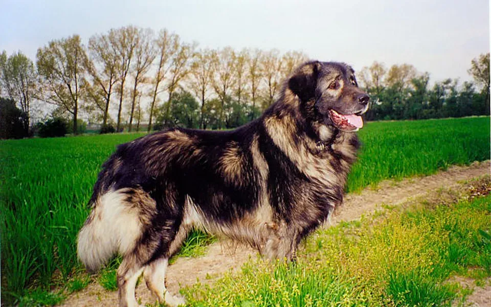 Chien de berger yougoslave de Charplanina, photographie de la race