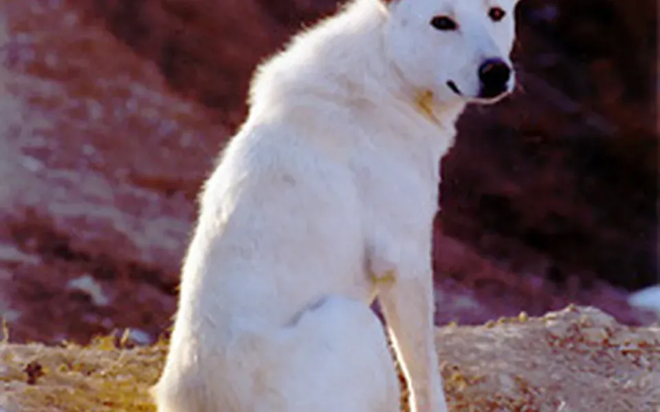 Chien de Canaan, photographie de la race