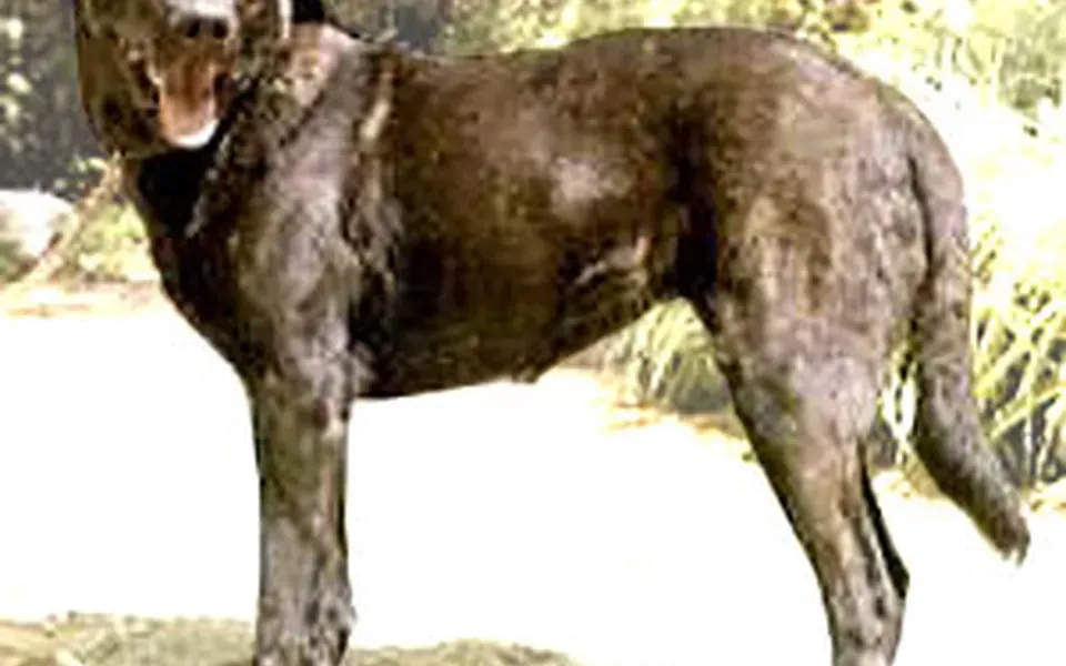 Chien de Castro Laboreiro, photographie de la race