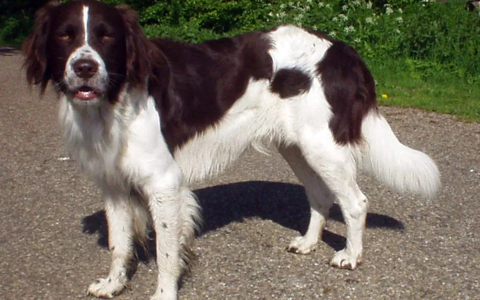 Chien de perdrix de Drente, photographie de la race