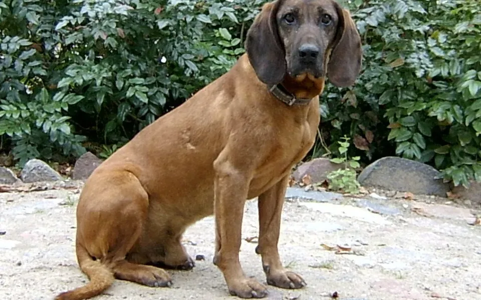 Chien de rouge de Bavière, photographie de la race