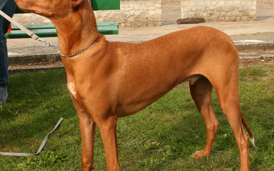Chien du Pharaon, photographie de la race