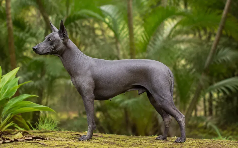 Chien fer, chien nu à la peau grise, illustration