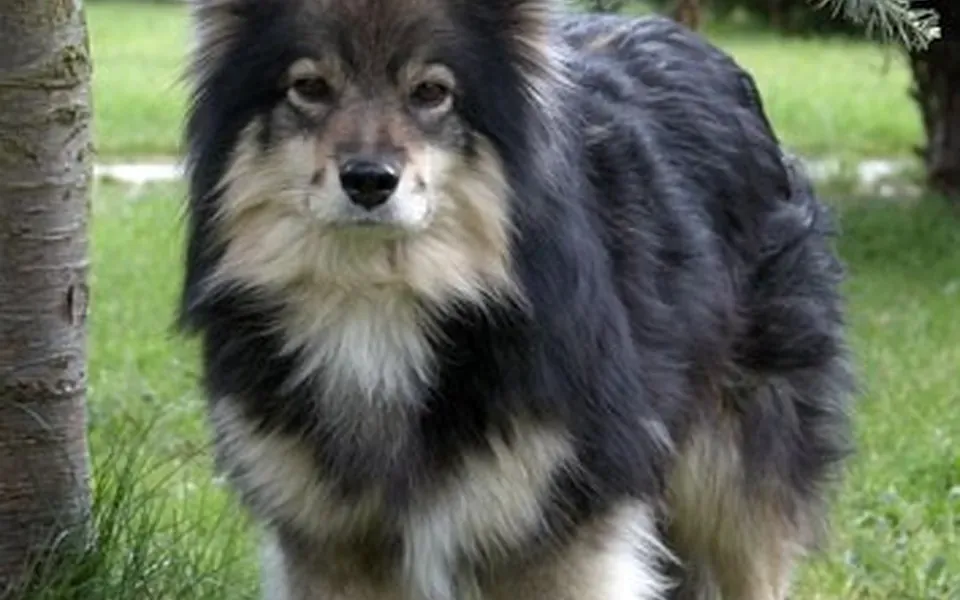 Chien finnois de Laponie, photographie de la race