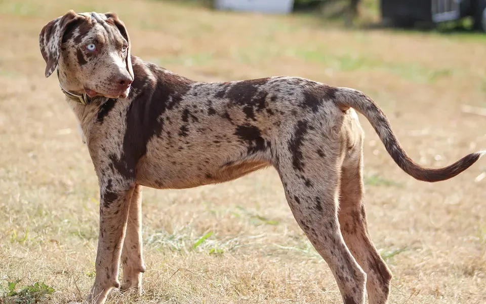 Chien léopard catahoula, photographie de la race