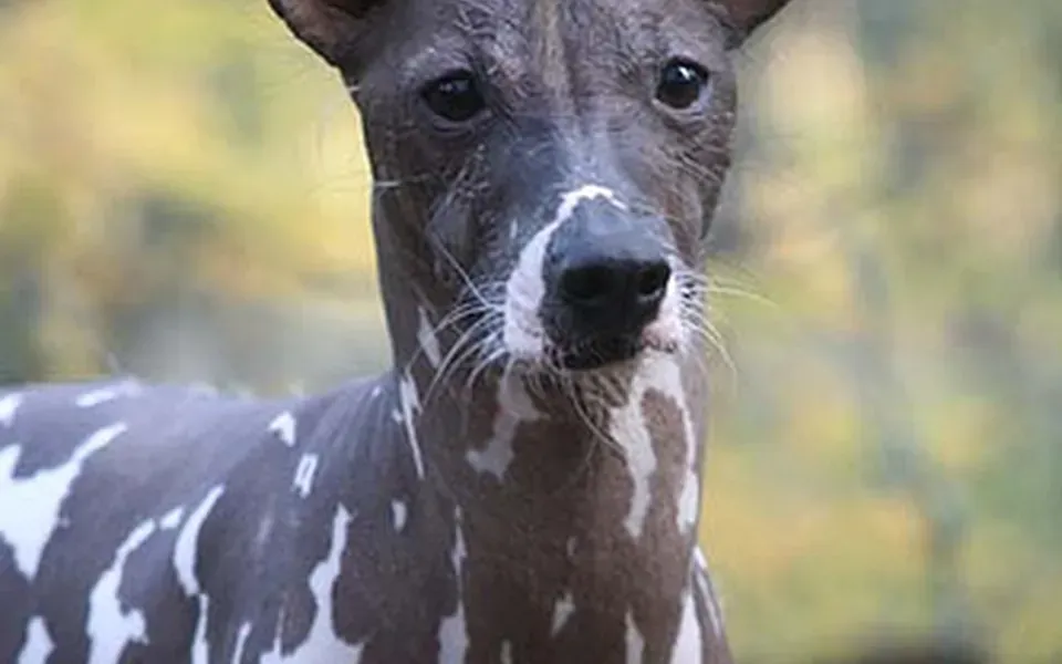 Chien nu du Pérou, photographie de la race