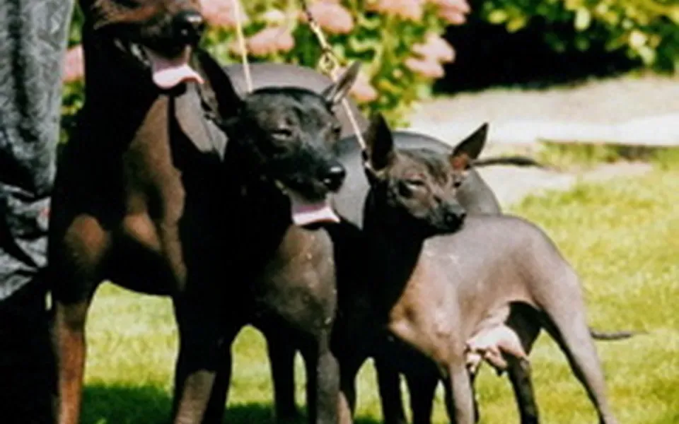 Chien nu, photographie de la race