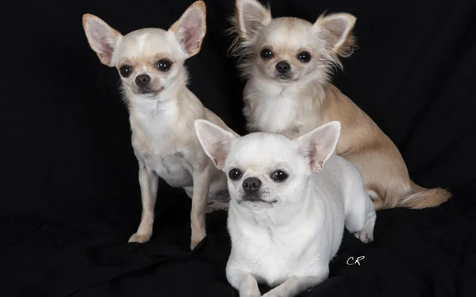 Chihuahua, photographie de la race