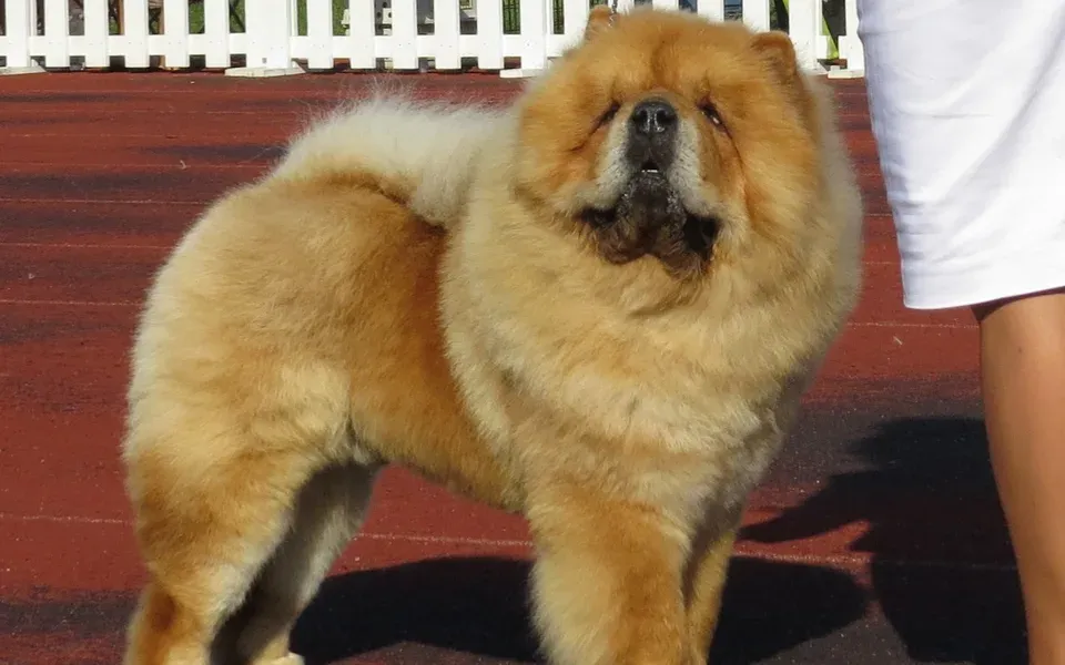 Chow-chow, photographie de la race