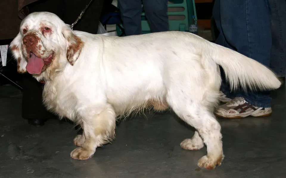 Clumber Spaniel, photographie de la race