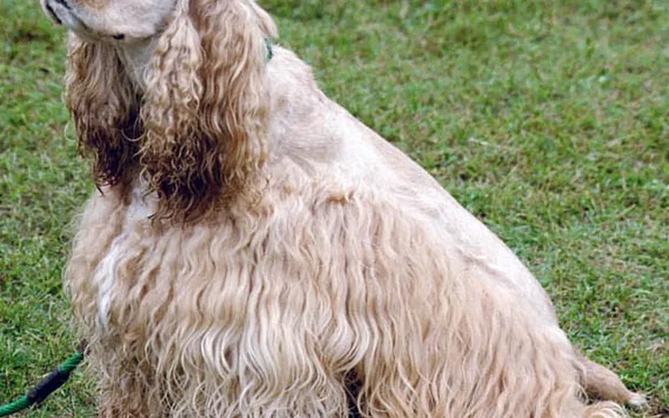 Cocker américain, photographie de la race