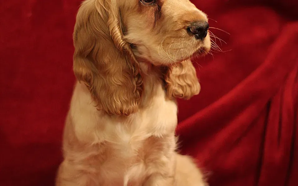 Cocker spaniel anglais, photographie de la race
