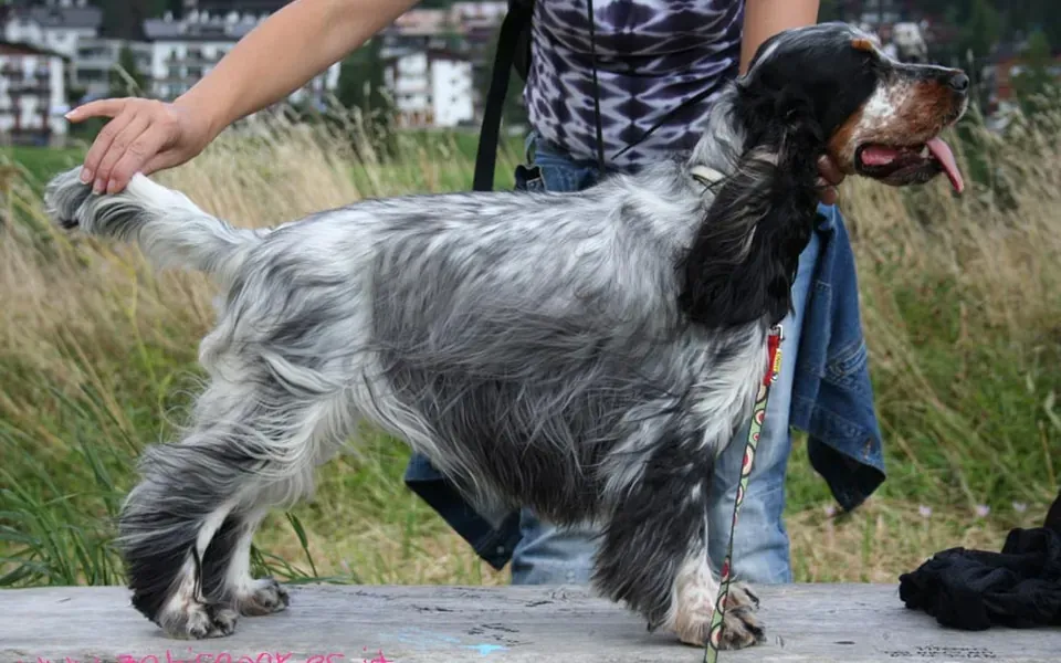 Cocker spaniel, photographie de la race