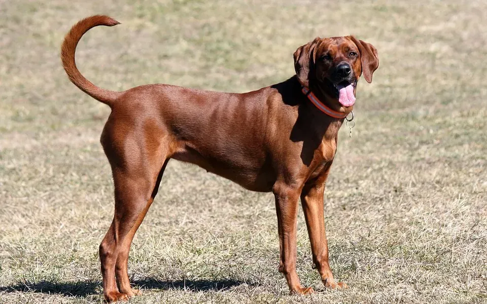 Coonhound, photographie de la race