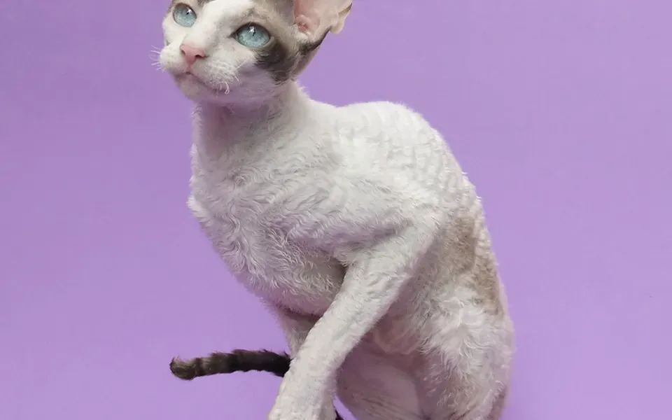 Cornish rex, photographie de la race