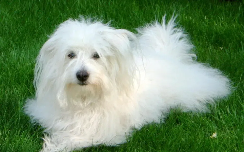 Coton de Tuléar, photographie de la race