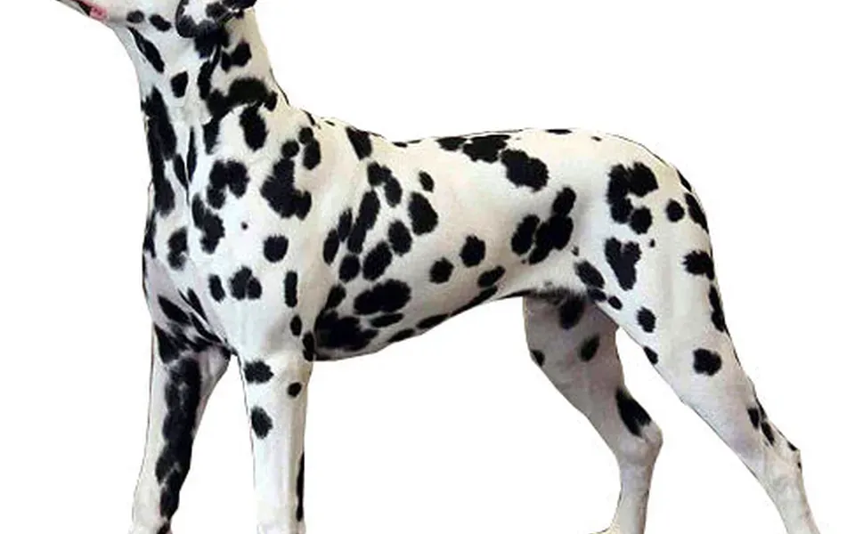 Dalmatien, photographie de la race
