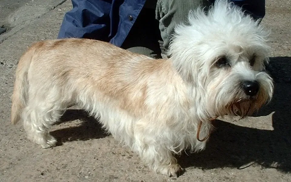 Dandie Dinmont Terrier, photographie de la race
