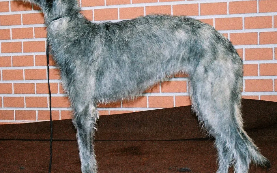 Deerhound, photographie de la race