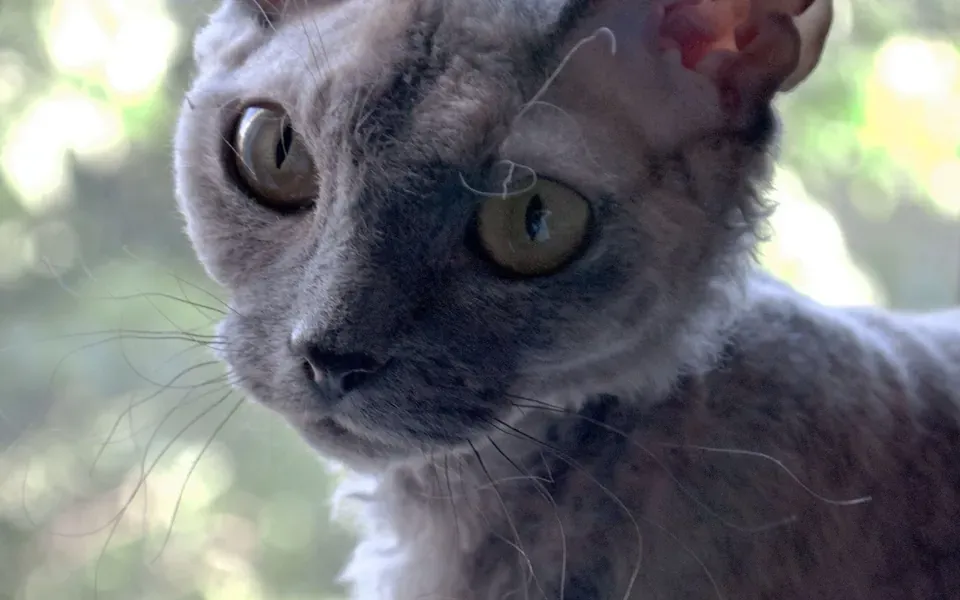 Devon rex, photographie de la race